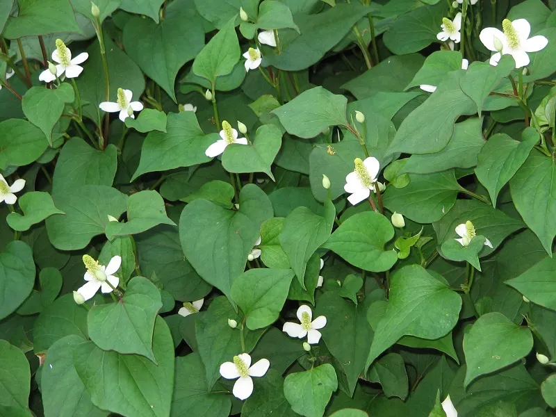 Houttuynia cordata